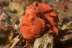 BD-151231-Malapasqua-1606-Antennarius-pictus-(Shaw.-1794)-[Painted-frogfish].jpg